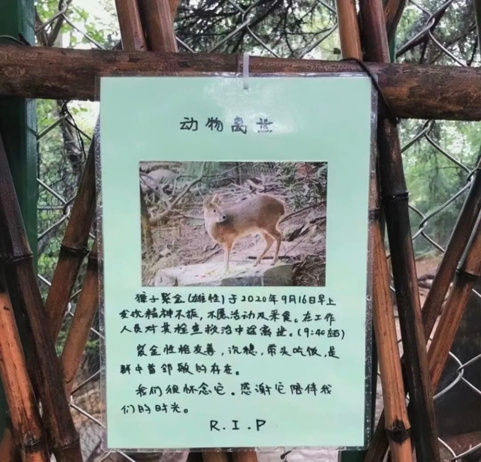 【报道】动物讣告，一件重要的小事